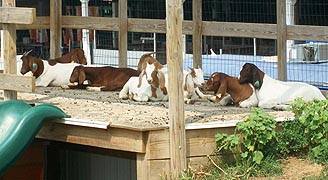 [photo, Goat mountain, Maryland State Fair, Timonium, Maryland]