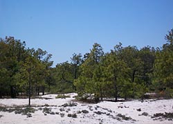 [photo, Assateague Island National Seashore (Worcester County), Maryland]