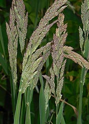  [photo, Grasses, Glen Burnie, Maryland]