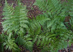  [photo, Spinulose Woodfern (Dryopteris), Glen Burnie, Maryland]