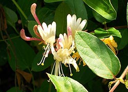  [photo, Honeysuckle (Lonicera L.), Baltimore, Maryland]