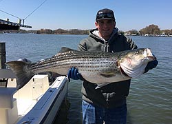 [photo, Fisherman and Rockfish caught in Chesapeake Bay at mouth of Severn River, Annapolis, Maryland]