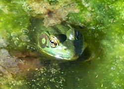 [photo, Northern Green Frog (Lithobates clamitans melanota), Monkton, Maryland]