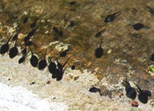 [photo, Tadpoles (larval form of frog or toad), Ladew Topiary Gardens, 3535 Jarrettsville Pike, Monkton, Maryland]