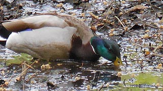 [photo, Male Mallard (Anas platyrhynchos), Annapolis, Maryland]