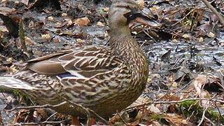 [photo, Female Mallard (Anas platyrhynchos), Annapolis, Maryland]