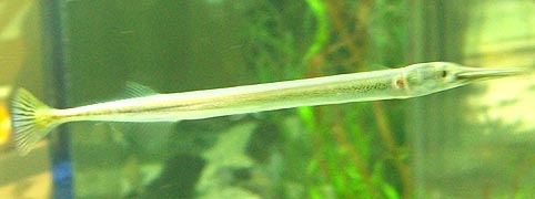 [photo, Needlefish (Strongylura), Assateague Island Visitor Center, Maryland District, 11800 Marsh View Lane, Berlin, Maryland]