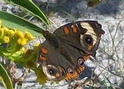 [photo, Common Buckeye butterfly (Junonia coenia), Baltimore, Maryland]