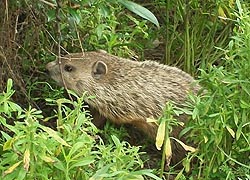 [photo, Woodchuck, also known as Groundhog, Havre de Grace, Maryland]