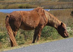 [photo, Feral horses [Assateague horses], Assateague Island National Park Seashore (Worcester County), Maryland]