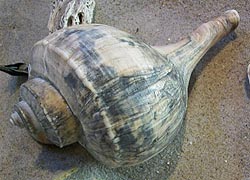 [photo, Channeled Whelk shell (Busycotypus canaliculatus), Assateague Island National Park Seashore, Berlin (Worcester County), Maryland]