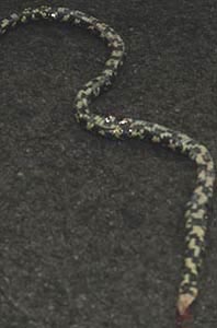 [photo, Eastern Kingsnake, Glen Burnie, Maryland]