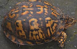 [photo, Eastern Box Turtle (Terrapene c. carolina), Glen Burnie, Maryland]