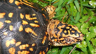 [photo, Eastern Box Turtle (Terrapene c. carolina), Glen Burnie, Maryland]