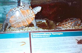 [photo, Diamondback Terrapin (Malaclemys terrapin), Tawes Building, Dept. of Natural Resources, Annapolis, Maryland]